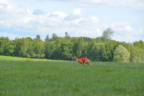Lure coursing Foto stock
