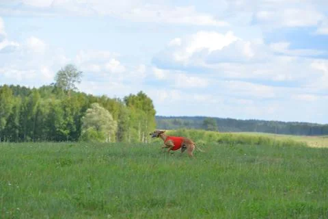 Lure coursing Foto stock