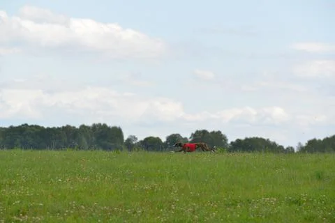 Lure coursing Foto stock