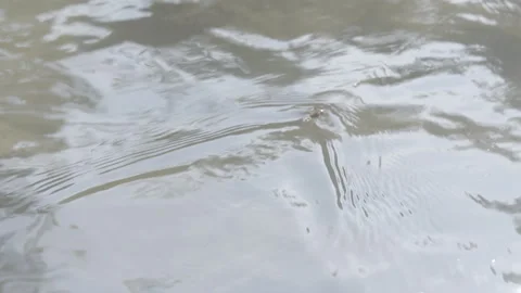 Lure fly on the surface of the water Stock Footage 266882568