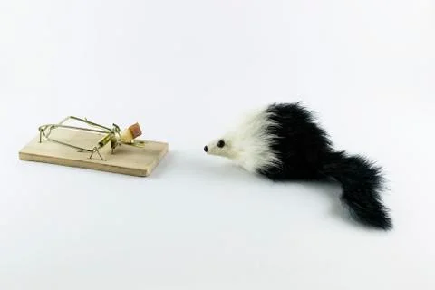 Luring a mouse Stock Photos