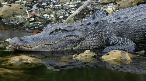 Lurking alligator Stock Footage 645290