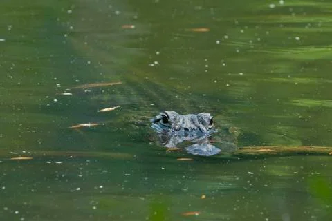Lurking alligator Stock-Fotos