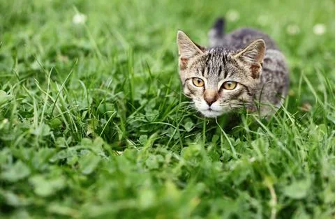 Lurking cat Foto stock