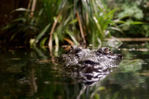 Lurking Crocodile Stock Photos