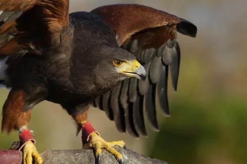 Lurking eagle Stock Photos