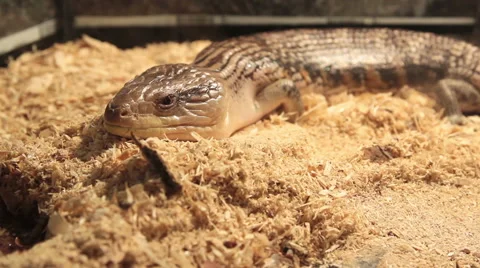 Lurking gecko Stock Footage 50373338