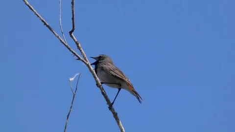 Luscinia svecica Stock Footage 109697287