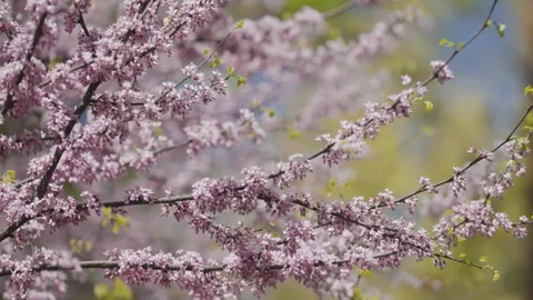 Luscious fragrant cherry trees in full bloom.  Close-up parallax shot. Stock-Footage 246852906