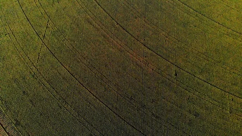 Luscious, Green Field of Corn  Stock Footage 95723892