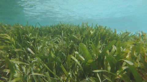 Luscious Seagrass Bed Stock Footage 89593215