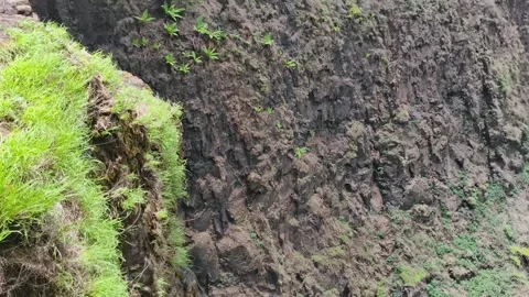 Lush Aerial Forest Canopy Dense Jungle View Stock Footage 341010932