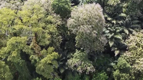 Lush Aerial View of a Dense Forest Stock Footage 280062181