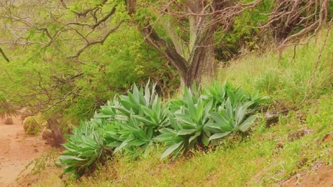 Lush Agave Plants Thrive in the Arid Landscape of Koko Crater Botanical Garden, Stock Footage 325751857