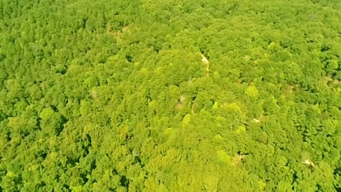 The lush Alabama forest as seen from high up Stock-Footage 340524950