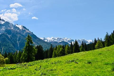 Lush Alpine Meadows and Pine Forests Beneath Snow-Capped Mountain Peaks Stock Photos