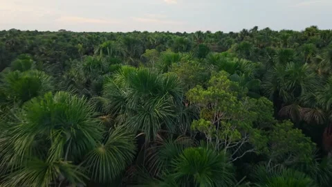 Lush Amazon rainforest canopy spreading verdant layers, revealing intricate Video stock 308417878