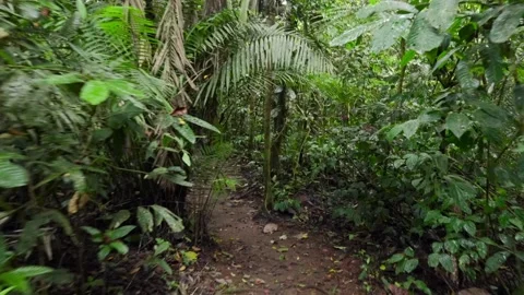 Lush Amazon rainforest vegetation at the exit of the Jumandy Caves in Ecuado Stock Footage 339346501