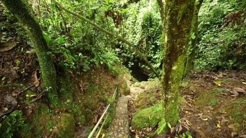 Lush Amazon rainforest vegetation at the exit of the Jumandy Caves in Ecuado Stock Footage 339346512