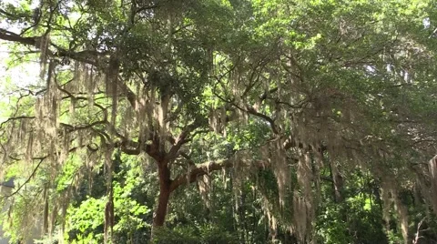 Lush and Beautiful Epic Tree Stock Footage 51445515