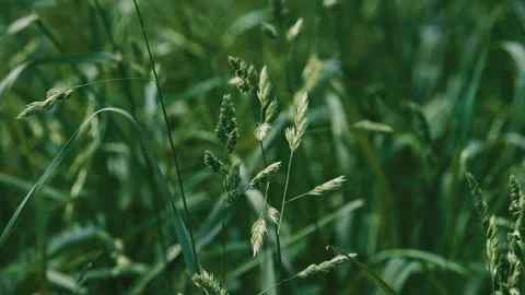 Lush and Beautiful Green Grassfields Are Vastly Filled with a Vibrant and Rich Stock Footage 311259735