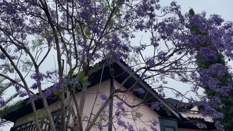 Lush and dense jacaranda tree blooming with bright violet flowers with a Stock Footage 244198895