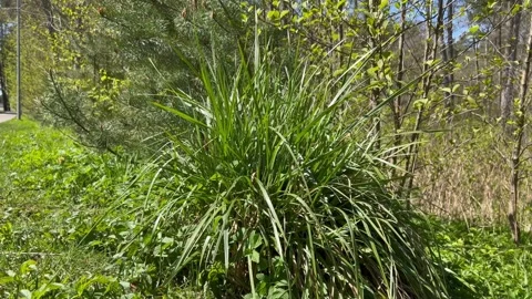 Lush and dense shrub of green grass with long hanging blades of grass Stock Footage 241297026