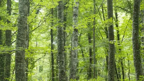 Lush and solitary forest with large trees Stock Photos