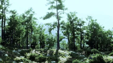 A lush and vibrant forest landscape with a multitude of towering trees Stock Illustration