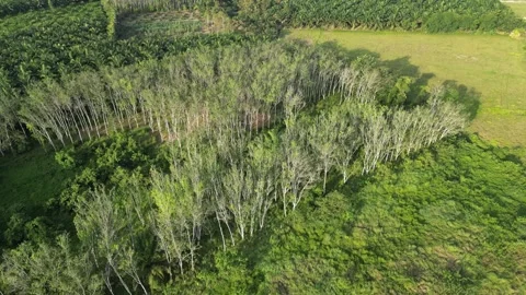 Lush and vibrant forest seen from above Video stock 330760452