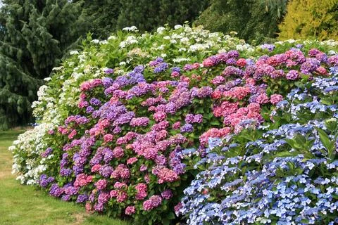 Lush array of hydrangea shrubs in various colors arranged in a spacious outdoor 스톡 사진