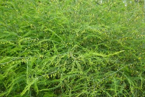 Lush Asparagus Ferns with Developing Spears in Garden Stock Photos
