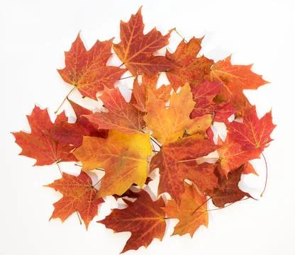 Lush, Auburn, Fall Maple Leaf Circle Background Stock Photos