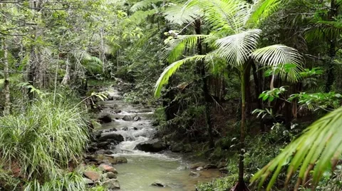 Lush Australian rain forest with small creek flowing. Stock Footage 47945480