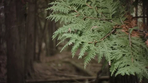 LUSH AUTUMN FOREST Видео 70643017