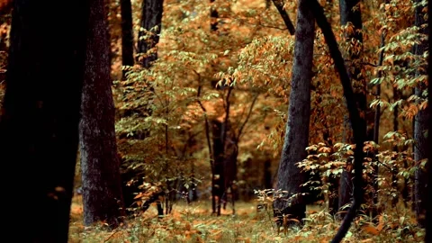 Lush Autumn forest Stock Footage 133658952