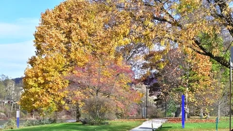 Lush autumn tree Stock Footage 255294346