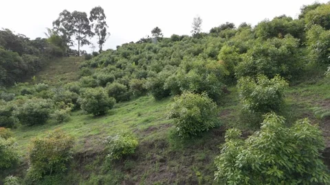 Lush avocado trees on a hillside in Popayán Stock Footage 329904278