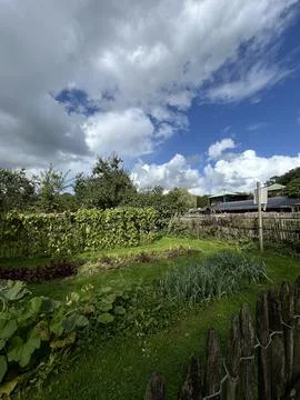 Lush backyard garden beneath dramatic cloudy blue sky with green vegetable 库存照片