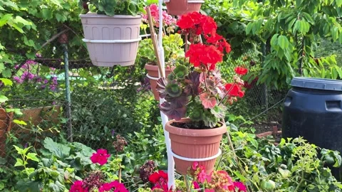 Lush backyard garden display with stacked terracotta pots, vivid red and pink Video stock 343516200