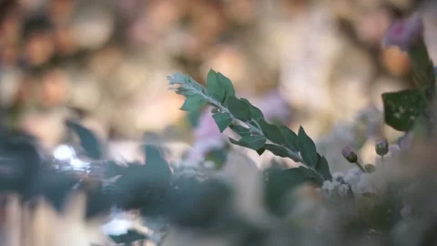 Lush Backyard Garden View with Water Feature Treehouse and Lotus Water Lilies Stock Footage 341011409