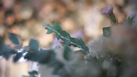 Lush Backyard Garden View with Water Feature Treehouse and Lotus Water Lilies Stock Footage 341011744