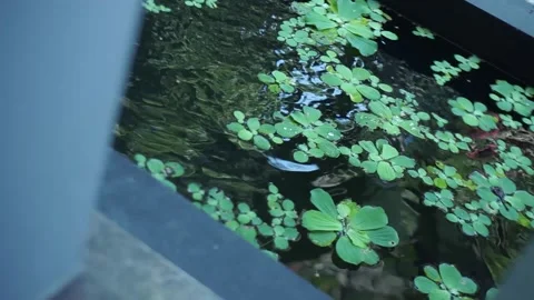 Lush Backyard Garden View with Water Feature Treehouse and Lotus Water Lilies Stock Footage 341101903