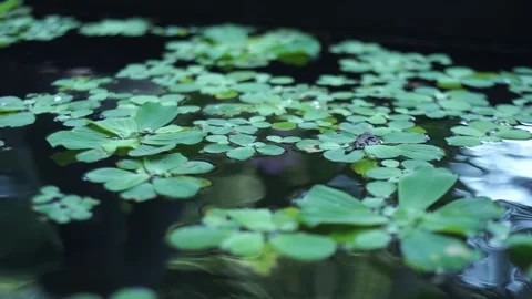 Lush Backyard Garden View with Water Feature Treehouse and Lotus Water Lilies Stock Footage 341102687