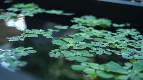 Lush Backyard Garden View with Water Feature Treehouse and Lotus Water Lilies Stock Footage 341102939
