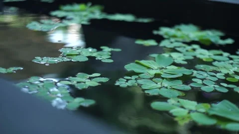 Lush Backyard Garden View with Water Feature Treehouse and Lotus Water Lilies Stock Footage 341103259
