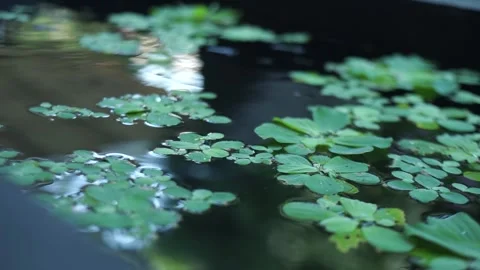 Lush Backyard Garden View with Water Feature Treehouse and Lotus Water Lilies Stock Footage 341103619