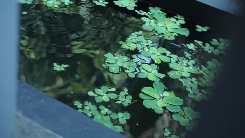 Lush Backyard Garden View with Water Feature Treehouse and Lotus Water Lilies Stock Footage 341108644