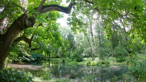 Lush backyard pond time-lapse in Princeton, New Jersey 库存影片 114860793