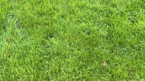Lush backyard turf ground cover aerial Stock Footage 330743419